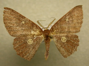  (Cyclophora ruficepsSullivan0261 - 10-CRBS-127)  @14 [ ] Unspecified (default): All Rights Reserved  Unspecified Unspecified