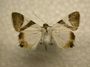  ( - 10-CRBS-877)  @14 [ ] No Rights Reserved (2010) James Sullivan Research Collection of J. B. Sullivan