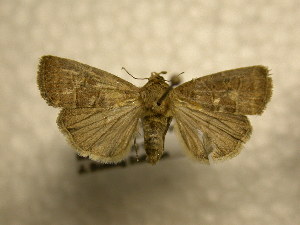  ( - 10-CRBS-926)  @13 [ ] No Rights Reserved (2010) James Sullivan Research Collection of J. B. Sullivan