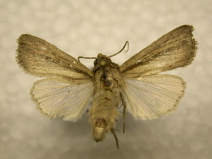  ( - 10-CRBS-953)  @13 [ ] No Rights Reserved (2010) James Sullivan Research Collection of J. B. Sullivan