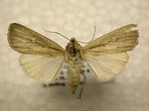  ( - 10-CRBS-954)  @13 [ ] No Rights Reserved (2010) James Sullivan Research Collection of J. B. Sullivan
