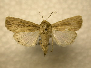  ( - 10-CRBS-955)  @13 [ ] No Rights Reserved (2010) James Sullivan Research Collection of J. B. Sullivan