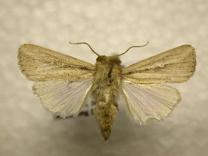  ( - 10-CRBS-957)  @13 [ ] No Rights Reserved (2010) James Sullivan Research Collection of J. B. Sullivan