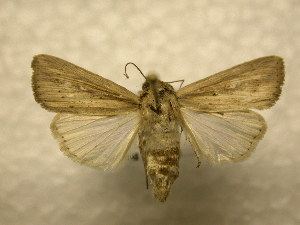 ( - 10-CRBS-959)  @13 [ ] No Rights Reserved (2010) James Sullivan Research Collection of J. B. Sullivan