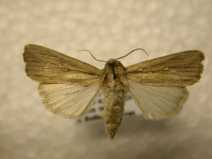  ( - 10-CRBS-960)  @13 [ ] No Rights Reserved (2010) James Sullivan Research Collection of J. B. Sullivan