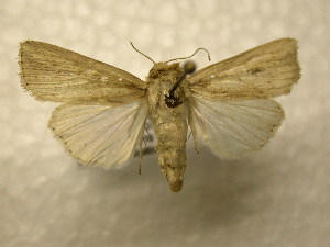  ( - 10-CRBS-965)  @13 [ ] No Rights Reserved (2010) James Sullivan Research Collection of J. B. Sullivan