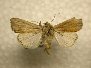  ( - 10-CRBS-971)  @13 [ ] No Rights Reserved (2010) James Sullivan Research Collection of J. B. Sullivan