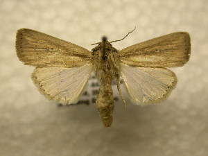 ( - 10-CRBS-974)  @13 [ ] No Rights Reserved (2010) James Sullivan Research Collection of J. B. Sullivan