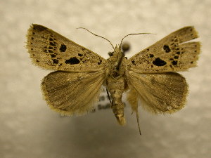  ( - 10-CRBS-987)  @12 [ ] No Rights Reserved (2010) James Sullivan Research Collection of J. B. Sullivan