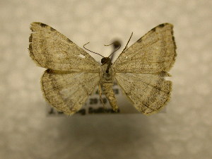  (Taeniogramma Sullivan7119 - 10-CRBS-1043)  @13 [ ] No Rights Reserved (2010) James Sullivan Research Collection of J. B. Sullivan