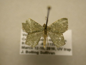  (Chloropteryx Sullivan5940 - 10-CRBS-1388)  @12 [ ] No Rights Reserved (2010) James Sullivan Research Collection of J. B. Sullivan