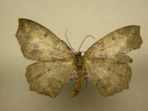  ( - 10-CRBS-1523)  @11 [ ] No Rights Reserved (2010) James Sullivan Research Collection of J. B. Sullivan