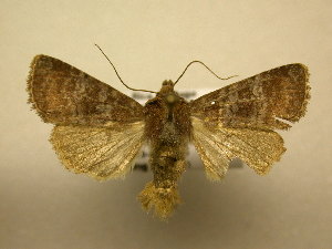  ( - 10-CRBS-1690)  @13 [ ] No Rights Reserved (2010) James Sullivan Research Collection of J. B. Sullivan