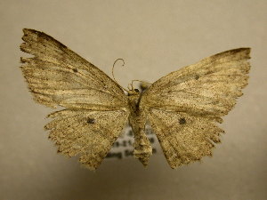  (Cyclophora Sullivan5572 - 10-CRBS-1797)  @14 [ ] No Rights Reserved (2010) James Sullivan Research Collection of J. B. Sullivan