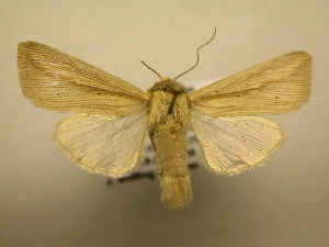  ( - 10-CRBS-1889)  @11 [ ] No Rights Reserved (2010) James Sullivan Research Collection of J. B. Sullivan