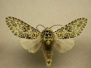  (Lichnoptera gulo - 10-CRBS-2122)  @13 [ ] No Rights Reserved (2010) James Sullivan Research Collection of J. B. Sullivan