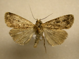  ( - 11-CRBS-041)  @13 [ ] No Rights Reserved (2011) JB Sullivan Research Collection of J. B. Sullivan