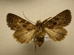  ( - 11-CRBS-070)  @13 [ ] No Rights Reserved (2011) JB Sullivan Research Collection of J. B. Sullivan