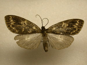  ( - 11-CRBS-077)  @14 [ ] No Rights Reserved (2011) JB Sullivan Research Collection of J. B. Sullivan