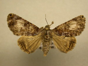  ( - 11-CRBS-814)  @14 [ ] No Rights Reserved (2010) James Sullivan Research Collection of J. B. Sullivan