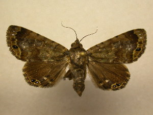  (Dyops cuprescens - 11-CRBS-836)  @14 [ ] No Rights Reserved (2010) James Sullivan Research Collection of J. B. Sullivan