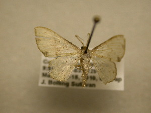  ( - 11-CRBS-1116)  @13 [ ] No Rights Reserved (2010) James Sullivan Research Collection of J. B. Sullivan