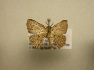  (Cyclophora Sullivan9106 - 11-CRBS-1427)  @13 [ ] No Rights Reserved  J. B. Sullivan Unspecified