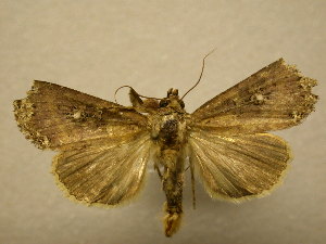  ( - 11-CRBS-2480)  @12 [ ] No Rights Reserved (2011) JB Sullivan Research Collection of J. B. Sullivan