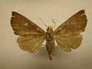  ( - 11-CRBS-2488)  @14 [ ] No Rights Reserved (2011) JB Sullivan Research Collection of J. B. Sullivan