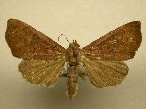  ( - 11-CRBS-2493)  @14 [ ] No Rights Reserved (2011) JB Sullivan Research Collection of J. B. Sullivan