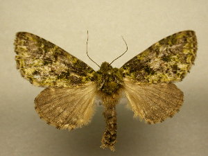  ( - 11-CRBS-2588)  @14 [ ] No Rights Reserved (2012) JB Sullivan Research Collection of J. B. Sullivan