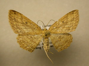  ( - 11-CRBS-2611)  @13 [ ] No Rights Reserved (2012) JB Sullivan Research Collection of J. B. Sullivan