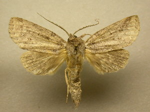  ( - 11-CRBS-2664)  @14 [ ] No Rights Reserved (2011) JB Sullivan Research Collection of J. B. Sullivan