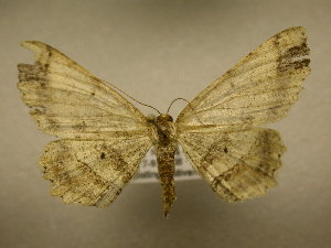  ( - 11-CRBS-2766)  @13 [ ] No Rights Reserved (2011) JB Sullivan Research Collection of J. B. Sullivan