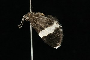  ( - 05-CTATBI-0211)  @13 [ ] CreativeCommons - Attribution (2010) CBG Photography Group Centre for Biodiversity Genomics