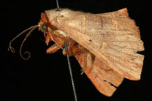  ( - 06-FLOR-0225)  @12 [ ] CreativeCommons - Attribution (2010) CBG Photography Group Centre for Biodiversity Genomics