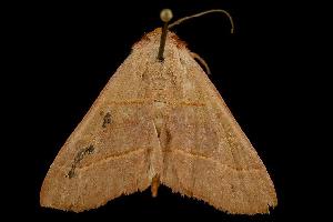  ( - 06-FLOR-0360)  @12 [ ] CreativeCommons - Attribution (2010) CBG Photography Group Centre for Biodiversity Genomics