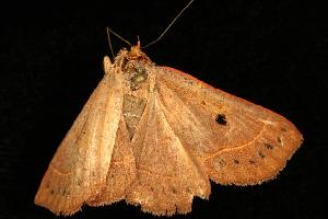  ( - 06-FLOR-0672)  @12 [ ] CreativeCommons - Attribution (2010) CBG Photography Group Centre for Biodiversity Genomics