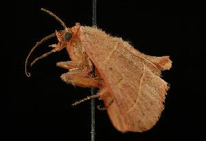  ( - 06-FLOR-1158)  @12 [ ] CreativeCommons - Attribution (2010) CBG Photography Group Centre for Biodiversity Genomics