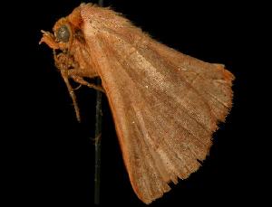  ( - 06-FLOR-1677)  @12 [ ] CreativeCommons - Attribution (2010) CBG Photography Group Centre for Biodiversity Genomics