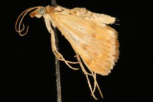  ( - 06-FLOR-1928)  @12 [ ] CreativeCommons - Attribution (2010) CBG Photography Group Centre for Biodiversity Genomics