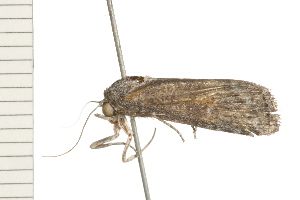  ( - 08-QLDLI-020)  @12 [ ] CreativeCommons - Attribution (2008) CBG Photography Group Centre for Biodiversity Genomics