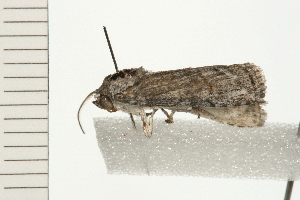  ( - 08-QLDLI-028)  @12 [ ] CreativeCommons - Attribution (2008) CBG Photography Group Centre for Biodiversity Genomics