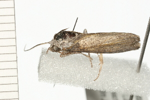  ( - 08-QLDLI-039)  @12 [ ] CreativeCommons - Attribution (2008) CBG Photography Group Centre for Biodiversity Genomics