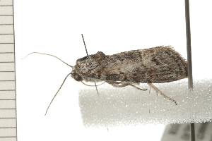  ( - 08-QLDLI-051)  @12 [ ] CreativeCommons - Attribution (2008) CBG Photography Group Centre for Biodiversity Genomics