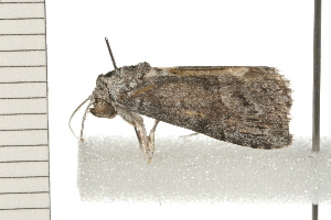  ( - 08-QLDLI-052)  @12 [ ] CreativeCommons - Attribution (2008) CBG Photography Group Centre for Biodiversity Genomics