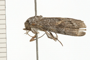  ( - 08-QLDLI-071)  @12 [ ] CreativeCommons - Attribution (2008) CBG Photography Group Centre for Biodiversity Genomics