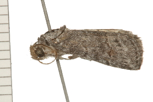  ( - 08-QLDLI-116)  @12 [ ] CreativeCommons - Attribution (2008) CBG Photography Group Centre for Biodiversity Genomics