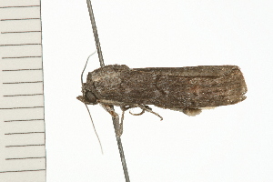  ( - 08-QLDLI-122)  @12 [ ] CreativeCommons - Attribution (2008) CBG Photography Group Centre for Biodiversity Genomics