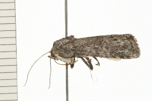  ( - 08-QLDLI-129)  @12 [ ] CreativeCommons - Attribution (2008) CBG Photography Group Centre for Biodiversity Genomics